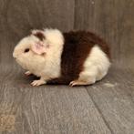 Cavia us-teddy beertje, Dieren en Toebehoren, Knaagdieren, Mannelijk, Tam, Maart, Cavia