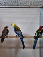 Diverse soorten vogels bij vogelhandel Tuinstra., Dieren en Toebehoren, Vogels | Parkieten en Papegaaien, Meerdere dieren, Parkiet