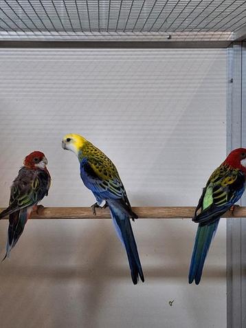 Diverse soorten vogels bij vogelhandel Tuinstra.  beschikbaar voor biedingen