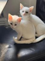 Lieve sociale kittens zoeken gouden huis, Dieren en Toebehoren, Katten en Kittens | Overige Katten, Poes, Kortharig, 0 tot 2 jaar