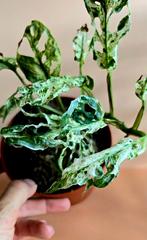 Monstera ‘Frozen Freckles’ – medium plant , Ophalen of Verzenden, Overige soorten, Minder dan 100 cm
