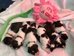 Petit Basset Griffon Vendeen pups, Dieren en Toebehoren, Honden | Beagles, Bassets en Lopende honden, 8 tot 15 weken, Meerdere