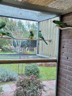 Portlincoln parkiet, Dieren en Toebehoren, Vrouwelijk, Parkiet, Geringd