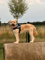 Stitch is op zoek naar een nieuw gezin., Dieren en Toebehoren, Particulier, Rabiës (hondsdolheid), Reu, 1 tot 2 jaar