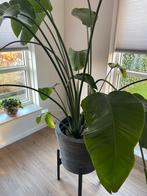 Strelitzia Nicolai - Paradijsvogelplant, Ophalen, Overige soorten, Halfschaduw, In pot