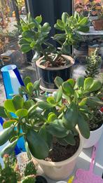 Cactus planten ps €15, Tuin en Terras, Planten | Tuinplanten, Ophalen, Overige soorten, Volle zon