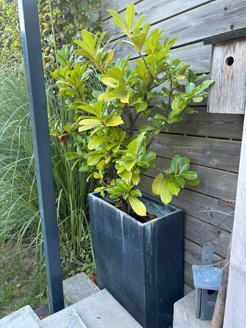Plantenbak met plant (2x) beschikbaar voor biedingen
