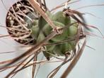 Tephrocactus Syringacanthus, Huis en Inrichting, Kamerplanten, Cactus, Ophalen of Verzenden