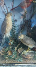 Vitrine met opgezette vogels taxidermie, Verzamelen, Dierenverzamelingen, Ophalen, Zo goed als nieuw, Vogel, Opgezet dier