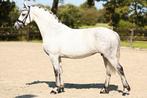 Prachtige lieve fries x lippizaner merrie, Dieren en Toebehoren, Dressuurpaard, L, 7 tot 10 jaar, 160 tot 165 cm