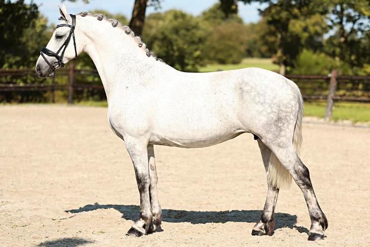 Prachtige lieve fries x lippizaner merrie, Dieren en Toebehoren, Paarden, Merrie, L, 160 tot 165 cm, 7 tot 10 jaar, Dressuurpaard