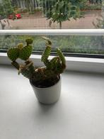 Cactus (opuntia microdasys), Ophalen, Minder dan 100 cm, Volle zon, In pot