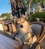 Bescikbaar voor dekking, Dieren en Toebehoren, Honden | Chihuahua's en Gezelschapshonden, Rabiës (hondsdolheid), Eén hond, 3 tot 5 jaar