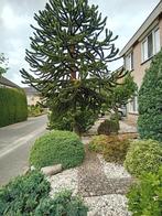 Grote Apenboom, Tuin en Terras, Planten | Bomen, Ophalen, Volle zon, Overige soorten