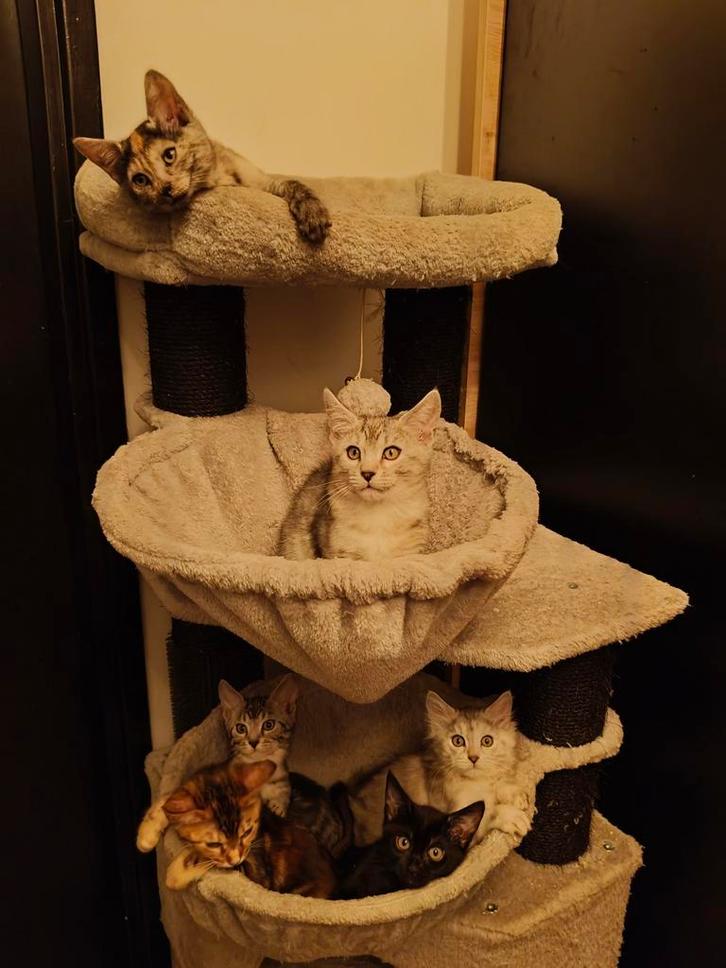 Bengaal Main Coon kittens, Dieren en Toebehoren, Katten en Kittens | Overige Katten, Kortharig, Meerdere dieren, 0 tot 2 jaar