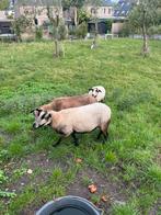 3 maasduinen schapen., Dieren en Toebehoren, Schapen, Geiten en Varkens, Vrouwelijk, Schaap