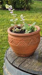 Mooie terracotta pot met hondsdraf en Petunia!, Overige soorten, Ophalen, Volle zon