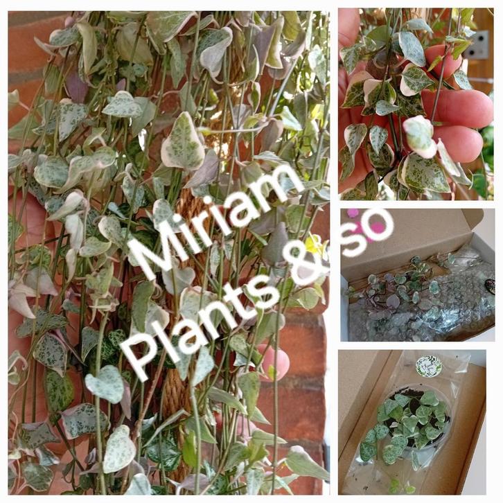 Ceropegia String of Spades Variegata stekjes, Huis en Inrichting, Kamerplanten, Overige soorten, Minder dan 100 cm, Ophalen of Verzenden