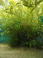 Aquarium planten GRATIS, Dieren en Toebehoren, Vissen | Aquaria en Toebehoren, Ophalen of Verzenden, Nieuw, Plant(en), Steen of Hout