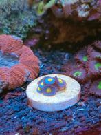 Zoanthus Blue Walter ( 9-10 poliepen ), Dieren en Toebehoren, Vissen | Aquariumvissen, Vis
