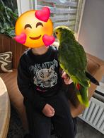 Super lieve handtamme blauwvoorhoofd amazone pop net 1 jaar, Dieren en Toebehoren, Vrouwelijk, Papegaai, Geringd