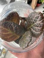 Terrariumplant episcia, Ophalen of Verzenden, Halfschaduw, Minder dan 100 cm