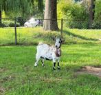 Mooie dwerggeit, Dieren en Toebehoren, Schapen, Geiten en Varkens, Vrouwelijk, Geit