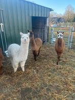 Alpaca merrie veulen, Juni, Vrouwelijk