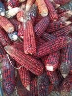 Rode korrelmais, Ophalen, Vee