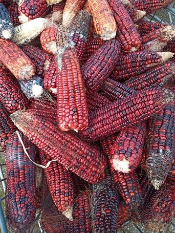 Rode korrelmais beschikbaar voor biedingen