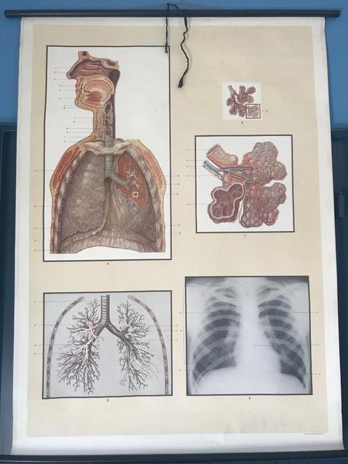 Grote anatomische Schoolplaat de longen / ademhaling, Antiek en Kunst, Antiek | Schoolplaten, Natuur en Biologie, Ophalen of Verzenden