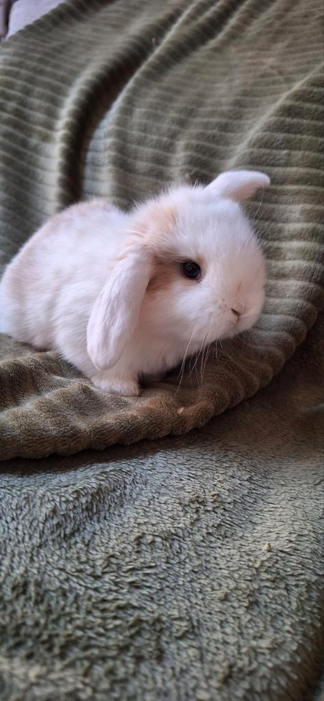 Mooie jonge Minilop x Ndh konijntjes, Dieren en Toebehoren, Konijnen, Dwerg, Meerdere dieren, 0 tot 2 jaar, Hangoor