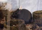 Gerbil vrouwtjes 2x, Dieren en Toebehoren, Juni, Vrouwelijk, Overige typen