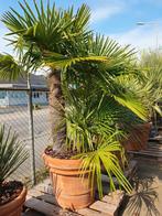 Multistam palmboom, Ophalen, Volle zon, Palmboom