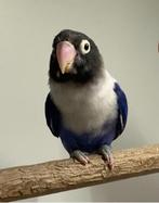 Mooie blauwe agapornis personata man, Geslacht onbekend, Dwergpapegaai of Agapornis