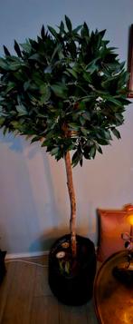 Kunstplant laurier h.175cm, bol 70cm diameter., Ophalen, Gebruikt