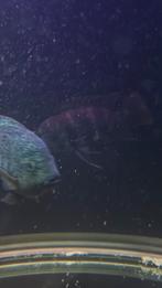 2x Frontosa cichliden – 17 cm, Dieren en Toebehoren, Vis