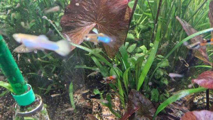 10 jonge guppen- 10 garnalen- 1 algeneter, Dieren en Toebehoren, Vissen | Aquariumvissen, Zoetwatervis, Vis