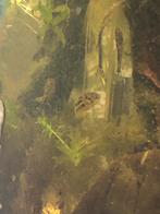 Dwerg kogelvis, Dieren en Toebehoren, Vissen | Aquariumvissen, Vis