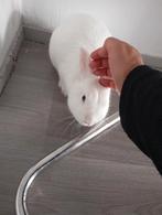Konijn, Dieren en Toebehoren, Konijnen, Mannelijk