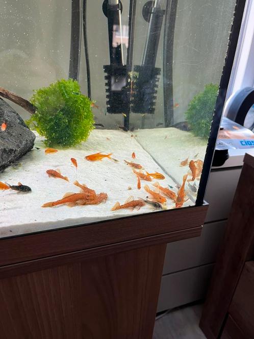 L144 Super Red (algeneters), Dieren en Toebehoren, Vissen | Aquaria en Toebehoren, Zo goed als nieuw, Verzenden