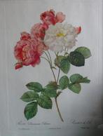 Pierre-Joseph Redouté: 6 x ingelijste rozen litho's, Ophalen