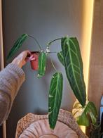 Anthurium Warocqueanum, Ophalen of Verzenden, Halfschaduw, Minder dan 100 cm