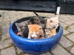 kittens, Dieren en Toebehoren, Katten en Kittens | Overige Katten, Meerdere dieren, Kortharig, 0 tot 2 jaar