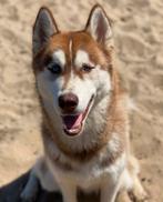 Siberische husky dekreu, Dieren en Toebehoren, Honden | Dekreuen, Particulier, Rabiës (hondsdolheid), 1 tot 2 jaar, Reu