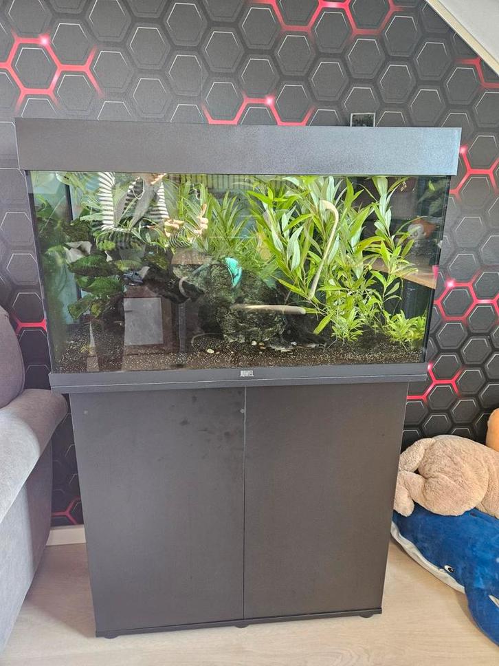 Juwel aquarium Rio 125 LED met filter zwart, Dieren en Toebehoren, Vissen | Aquaria en Toebehoren, Zo goed als nieuw, Gevuld zoetwateraquarium