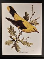 Wielewaal  getekend Carl Brenders, 1960 tot 1980, Verzenden, Zo goed als nieuw, Dier