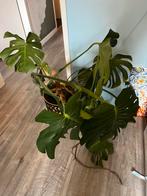 Monstera plant, Huis en Inrichting, Kamerplanten, Ophalen, Overige soorten, Minder dan 100 cm