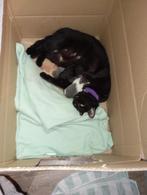Kittens,let op verschillende leeftijd., Dieren en Toebehoren, Katten en Kittens | Overige Katten, Meerdere dieren, 0 tot 2 jaar