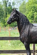 Super leuke 4 jarige friese hengst te koop, Dieren en Toebehoren, Paarden, B, Gechipt, Hengst, 3 tot 6 jaar